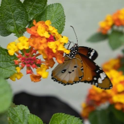 Kuala Lumpur Birds and Butterfly Garden Tour